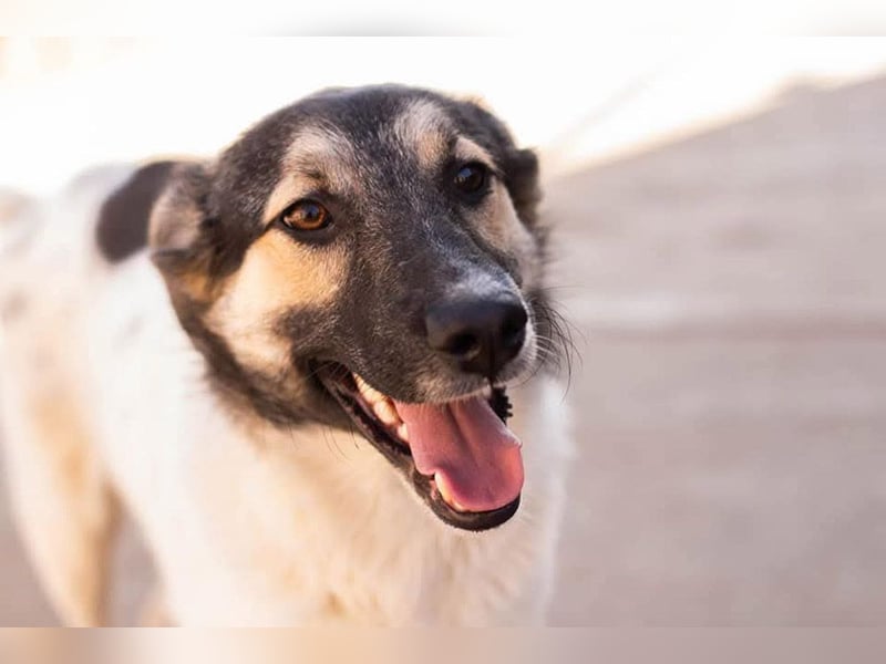 PLUTO- sanft, gesellig, freundlich, sehnt sich nach "seiner Für-immer-Familie"