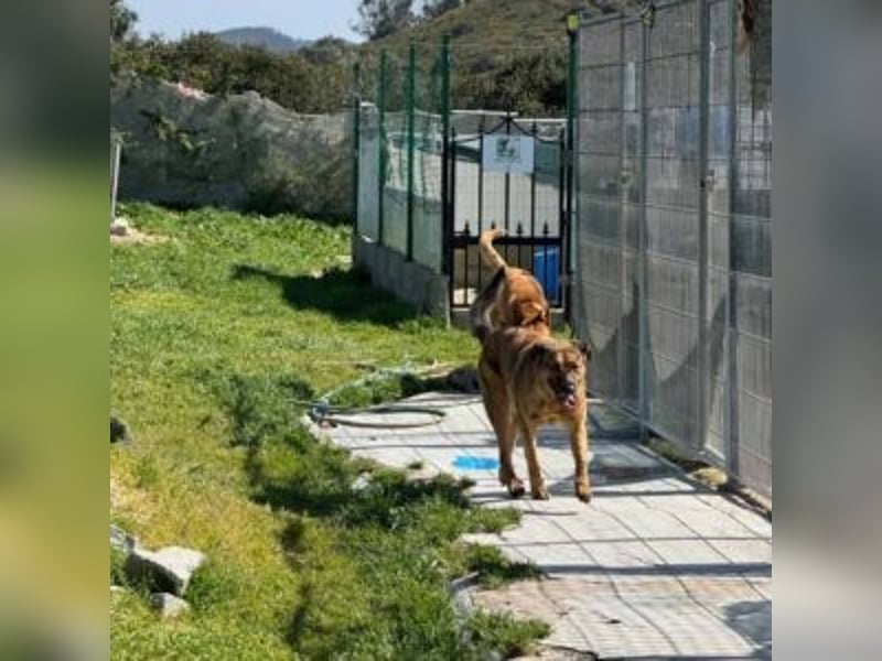 ZARA-eine ganz besondere Hündin mit einer bewegenden Geschichte