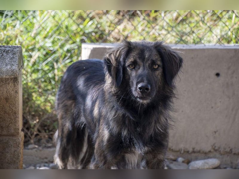 Wunderschöner ZEUS-sucht sehnsüchtig sein liebevolles Für-immer-Zuhause