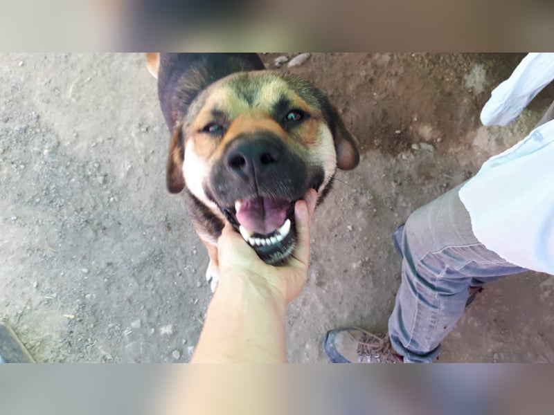 SIBILO - treuer Hundemann