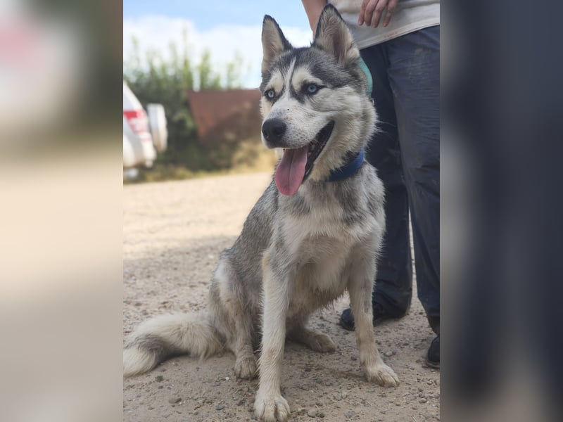 HELA-Sibirian Husky-Liebhaber und solche, die es werden wollen: aufgepasst!