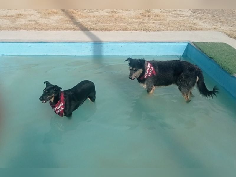 LUCA - Liebe, Vertrauen und … Wasser braucht Luca, um glücklich im liebevollen Zuhause zu werden.