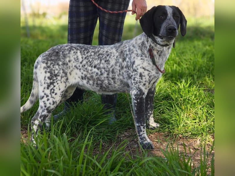 FLECHA-neugierig, sensibel, bewegungsfreudiges Mädchen sucht ihr liebevolles "Für-immer-Zuhause"