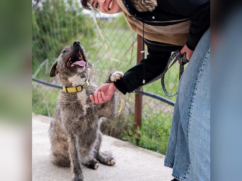 TIARA-sonniges Gemüt, treue, anhängliche Hündin
