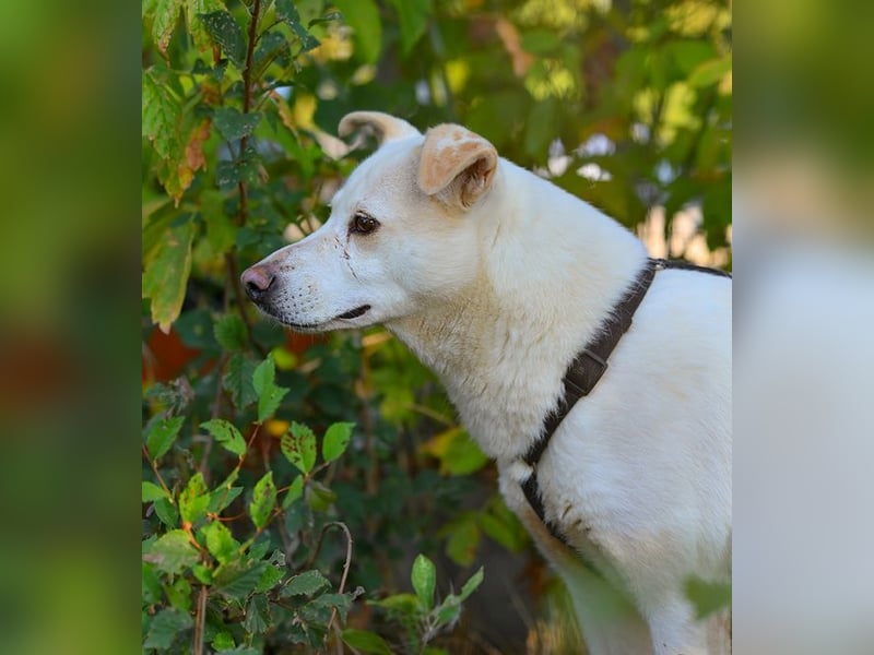 SNOW-WHITE - zart Seele hat ihr Herz geöffnet und ist bereit für ihre liebevolle Familie