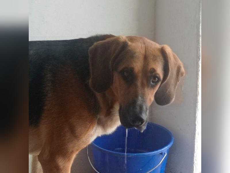 LUCHO-will schnellstmöglich das Tierheim verlassen und sucht seine liebevolle Für-immer-Familie