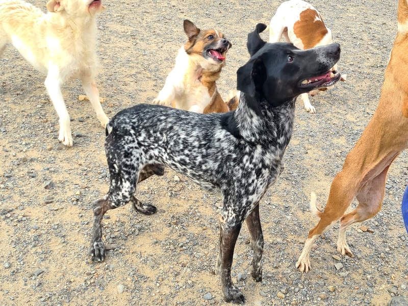 FIGARO-freundlicher, neugieriger Bub sucht liebevolles Für-immer-Zuhause