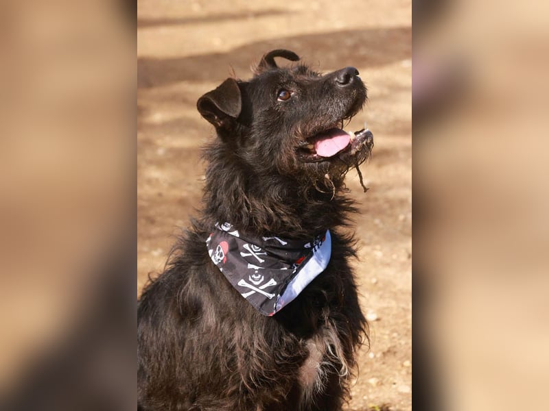 OSLO-warmherzig, anhänglich, liebenswert