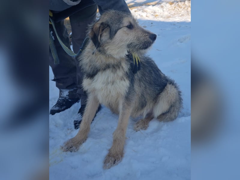 MILO-freundlicher Charmeur, Seelenhund bereit sein Herz an seine liebevolle Familie zu verschenken