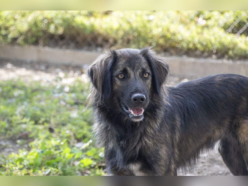 Wunderschöner ZEUS-sucht sehnsüchtig sein liebevolles Für-immer-Zuhause