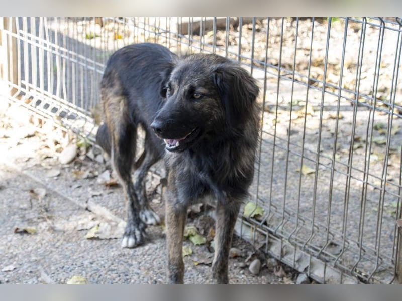 Wunderschöner ZEUS-sucht sehnsüchtig sein liebevolles Für-immer-Zuhause