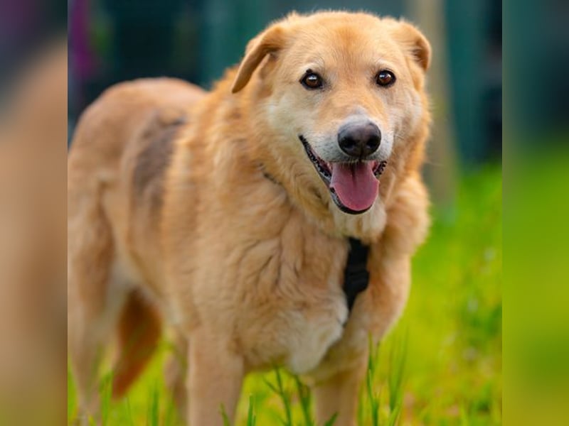 LORIEN - vorsichtiger Herzenshund sucht Menschen mit Geduld und Liebe