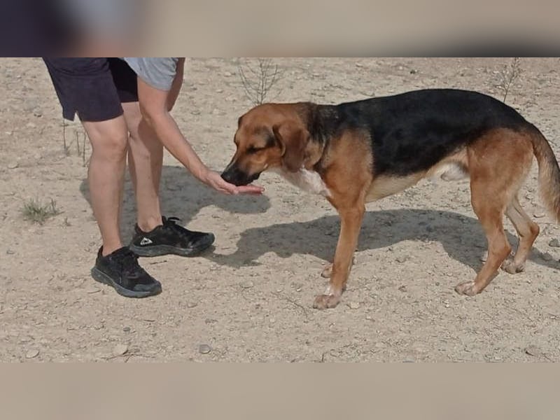 LUCHO-will schnellstmöglich das Tierheim verlassen und sucht seine liebevolle Für-immer-Familie