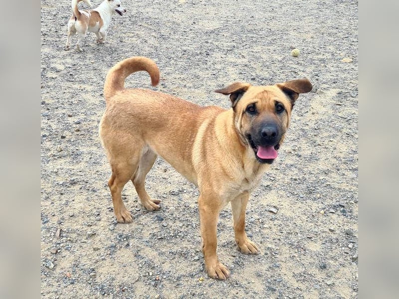 Zauberhafte GIGI-freundlich, höflich, ausgeglichen wartet auf ein schönes Zuhause