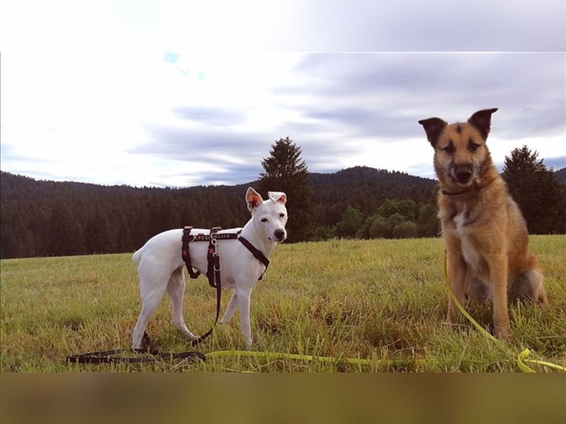 Perez – liebt Streicheleinheiten und wartet in 79837 St Blasienn auf dich