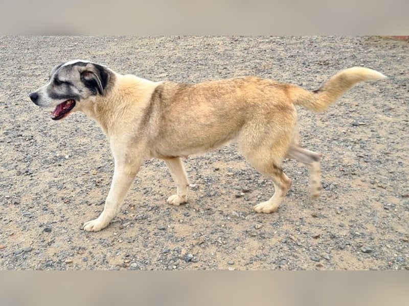 Wundervolle CELESTE-sanft, sozial, menschenbezogen, voller Liebe wartet sie auf ein schönes  Zuhause