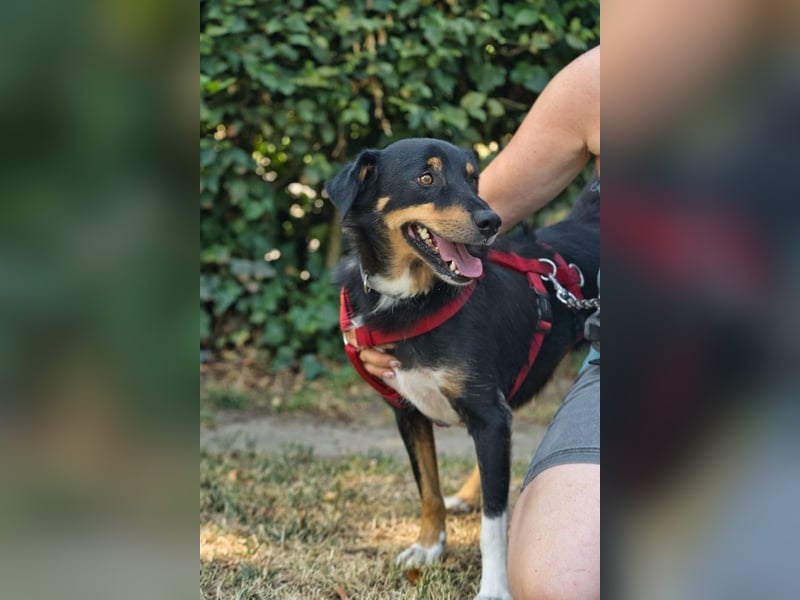 ROCKY– ruhiger Begleiter mit großem Herzen sucht sein Für-immer-Zuhause