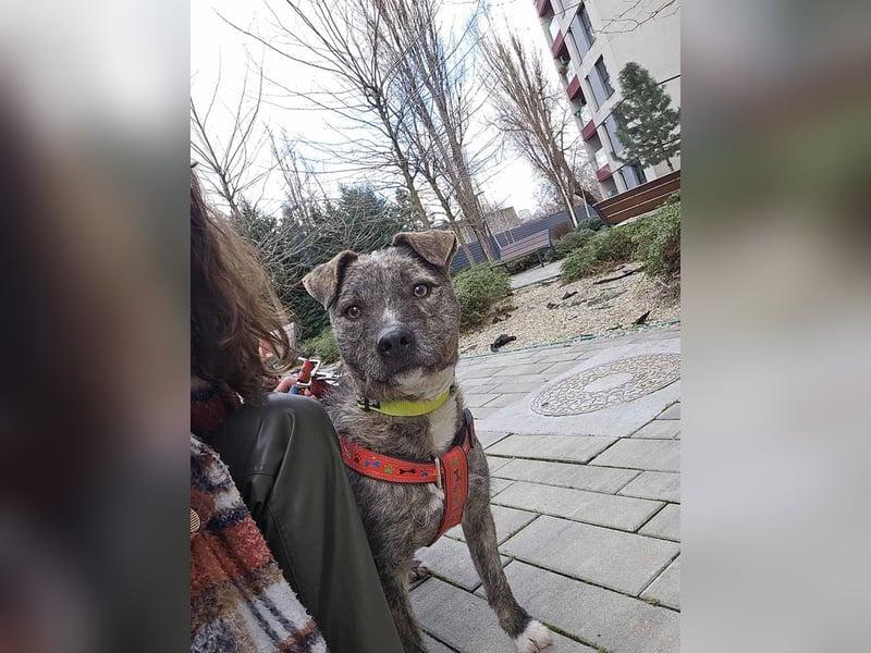 TIARA-sonniges Gemüt, treue, anhängliche Hündin