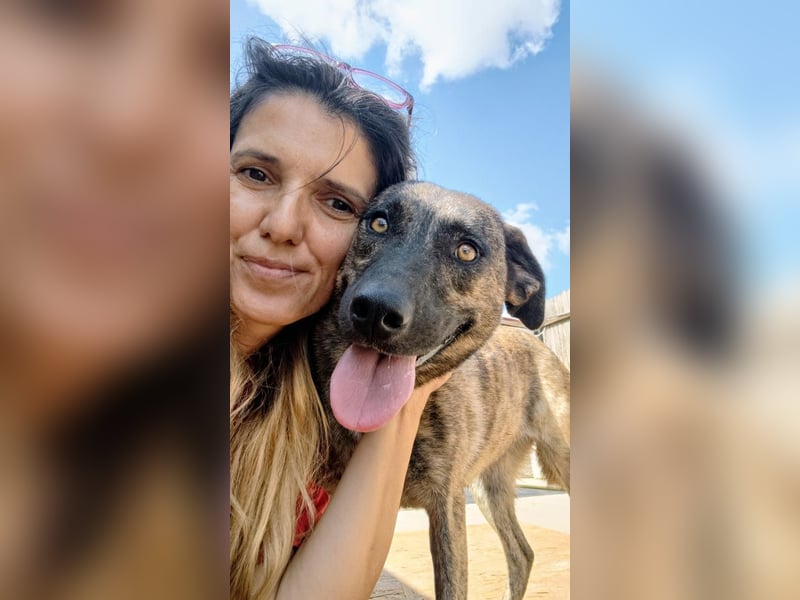 Wunderschöne BRUNA-freundlich zu Mensch und Hund, wartet sehnsüchtig auf ihre liebevolle  Familie