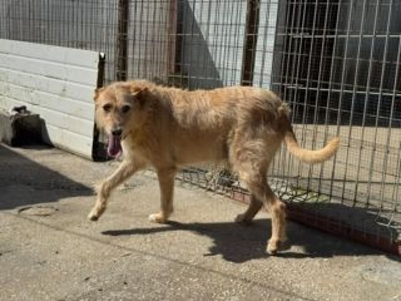 PEANUT-schnuckligen Zottel-Vertreter dieser wunderbaren Rasse