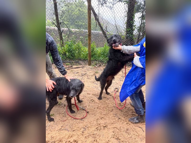 OSLO-warmherzig, anhänglich, liebenswert