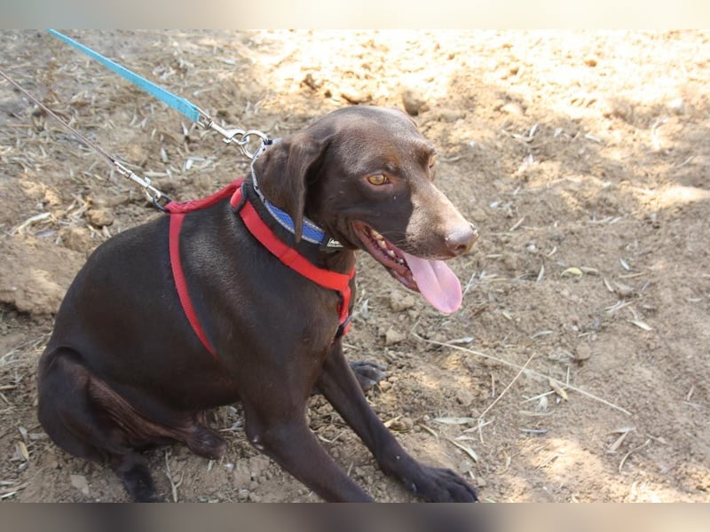 CHOCOLATE-sucht Familie die ihm Liebe und Geborgenheit schenkt-er hat es sie  verdient