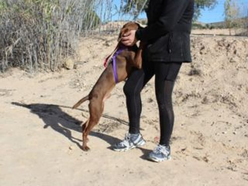 NANDO-kleiner Braco-Charmeur mit großem Herz sucht sein Zuhause