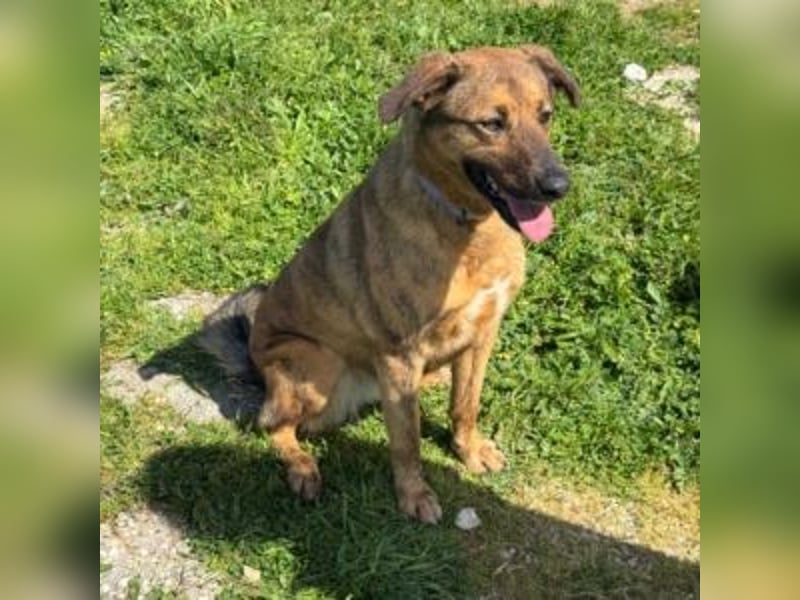 ZARA-eine ganz besondere Hündin mit einer bewegenden Geschichte