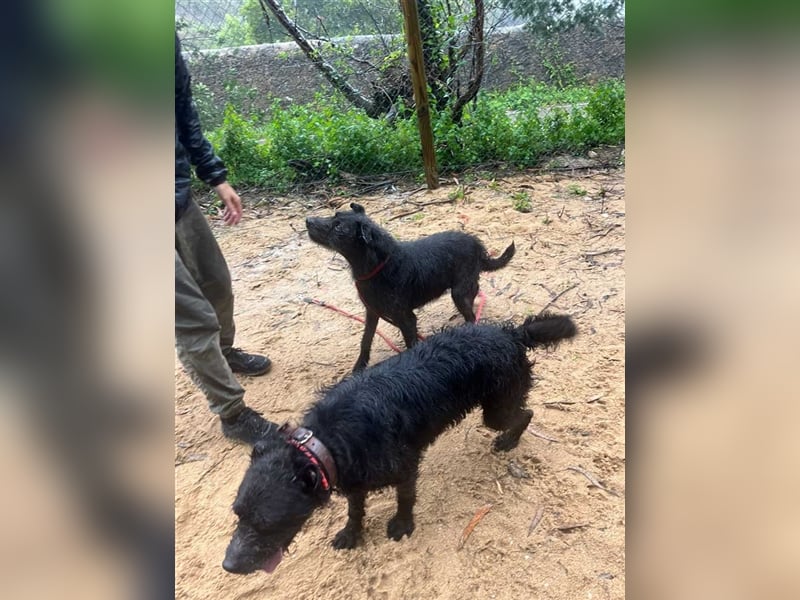 OSLO-warmherzig, anhänglich, liebenswert