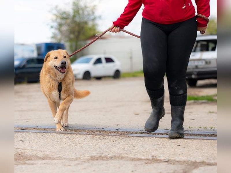 LORIEN - vorsichtiger Herzenshund sucht Menschen mit Geduld und Liebe