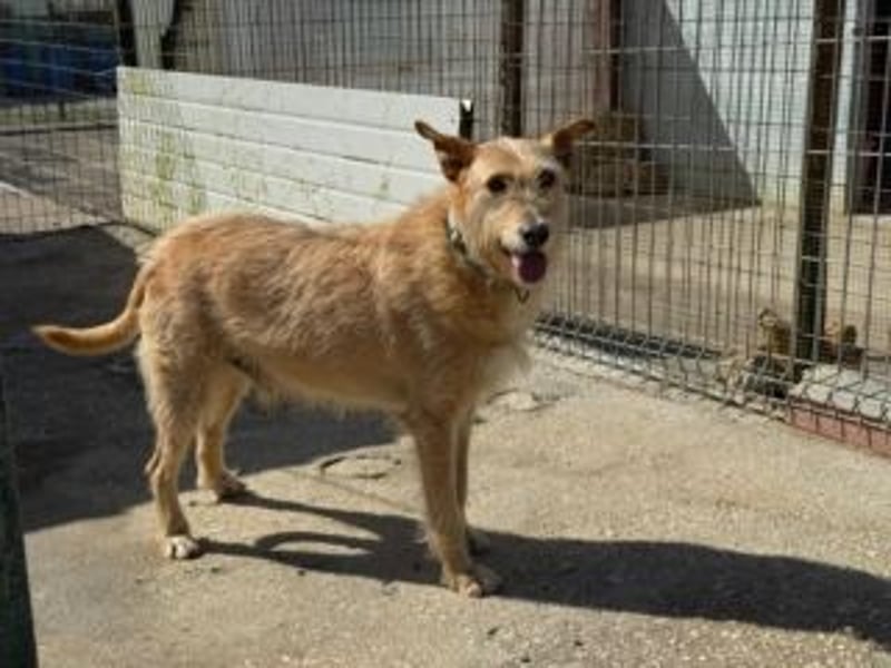 PEANUT-schnuckligen Zottel-Vertreter dieser wunderbaren Rasse