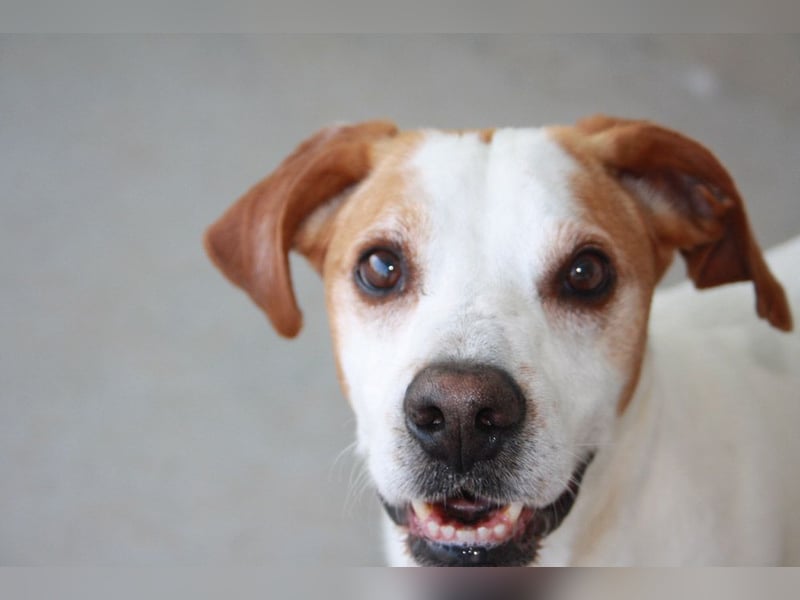 CHARDO-geht schon gut an der Leine, kann Auto fahren, ist brav und lernwillig