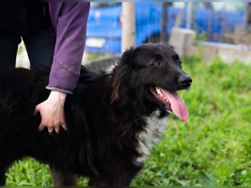 MULAN-liebe, freundliche, ruhige und ausgeglichene Hündin