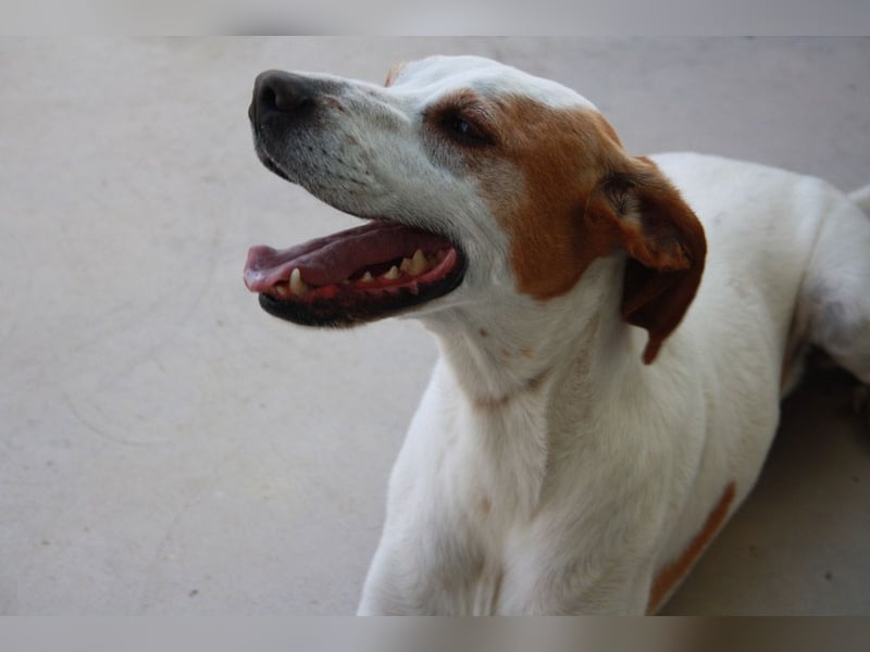 CHARDO-geht schon gut an der Leine, kann Auto fahren, ist brav und lernwillig