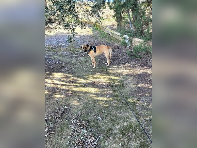 HERCULES-tapferer, lieber, intelligenter Rüde sucht liebevolles Zuhause