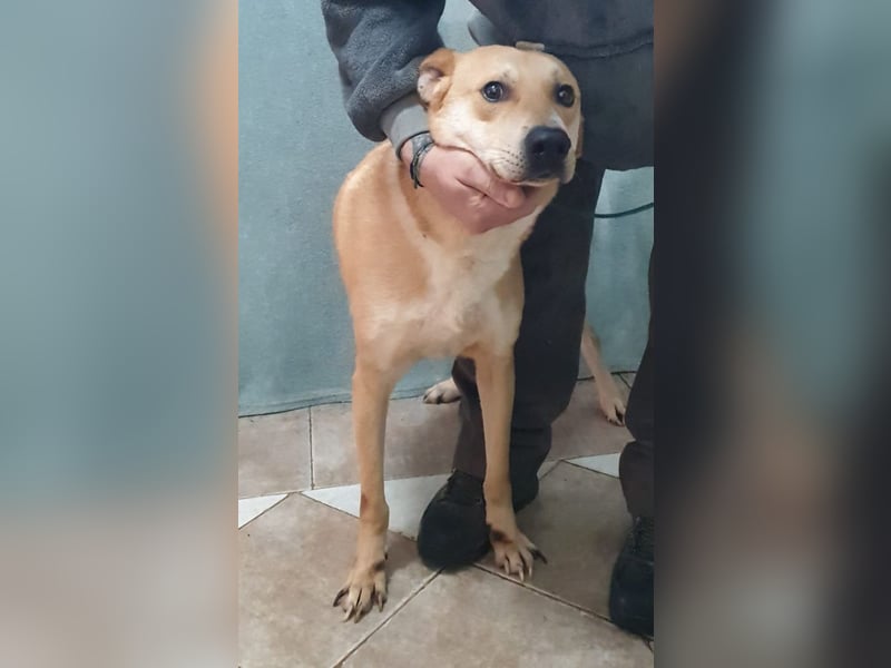 BAXTER-sehr menschenfreundlich und zutraulich wartet er sehnsüchtig auf sein liebevolles Zuhause