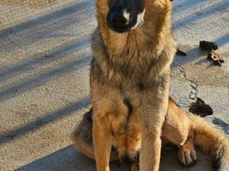 BLAYA-stolz, intelligent und zugleich unglaublich liebevoll