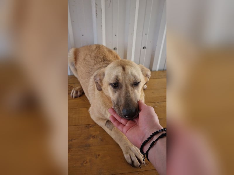 SASHA - unendlich liebes Hundemädchen wartet sehnsüchtig auf liebevolles Für-immer-Zuhause