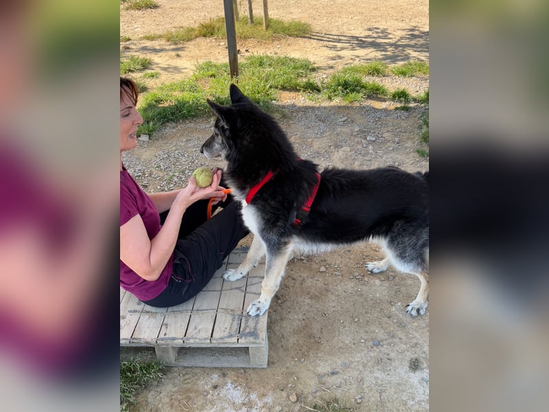 Cleissy – Border Collie Lady sucht ihre Bestimmung!