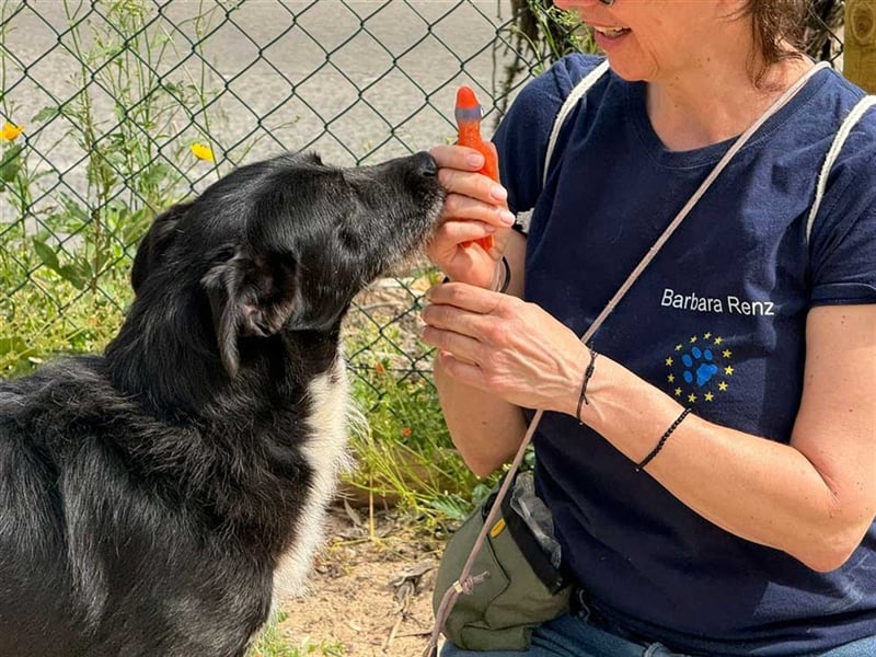 BRIGADEIRO-everybodys darling, liebenswert, freundlich, sehnt sich nach menschlicher Nähe