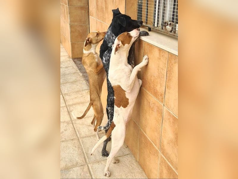 FIGARO-freundlicher, neugieriger Bub sucht liebevolles Für-immer-Zuhause