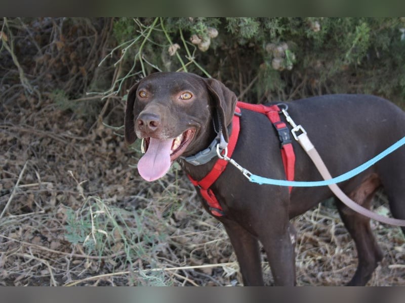 CHOCOLATE-sucht Familie die ihm Liebe und Geborgenheit schenkt-er hat es sie  verdient