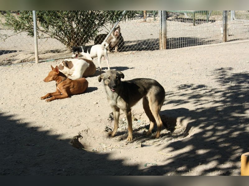 MULAN-sucht ein Zuhause mit sehr geduldigen und einfühlsamen Menschen