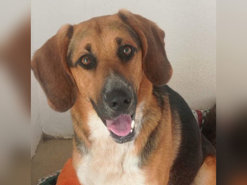 LUCHO-will schnellstmöglich das Tierheim verlassen und sucht seine liebevolle Für-immer-Familie