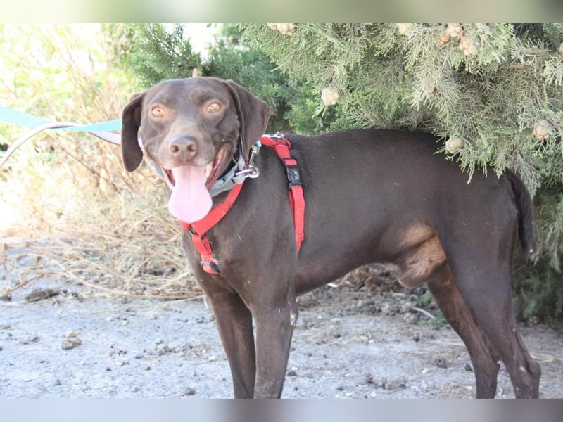CHOCOLATE-sucht Familie die ihm Liebe und Geborgenheit schenkt-er hat es sie  verdient