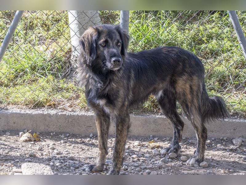 Wunderschöner ZEUS-sucht sehnsüchtig sein liebevolles Für-immer-Zuhause