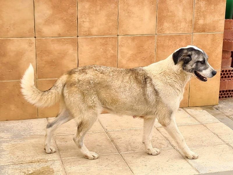 Wundervolle CELESTE-sanft, sozial, menschenbezogen, voller Liebe wartet sie auf ein schönes  Zuhause