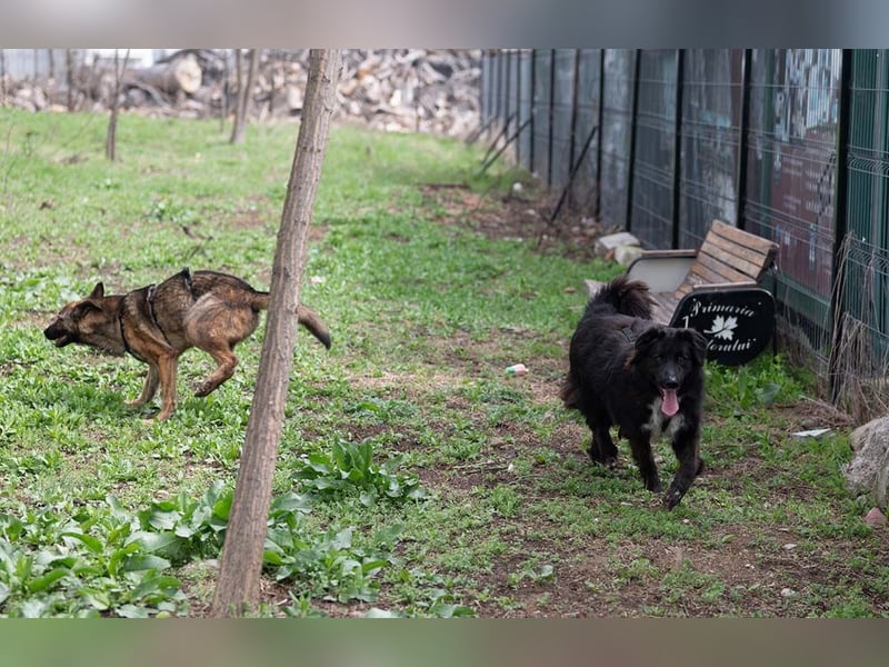 MULAN-liebe, freundliche, ruhige und ausgeglichene Hündin