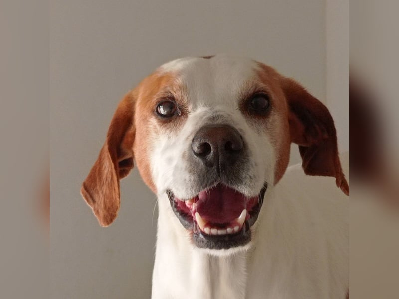 CHARDO-geht schon gut an der Leine, kann Auto fahren, ist brav und lernwillig