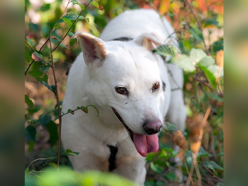 SNOW-WHITE - zart Seele hat ihr Herz geöffnet und ist bereit für ihre liebevolle Familie